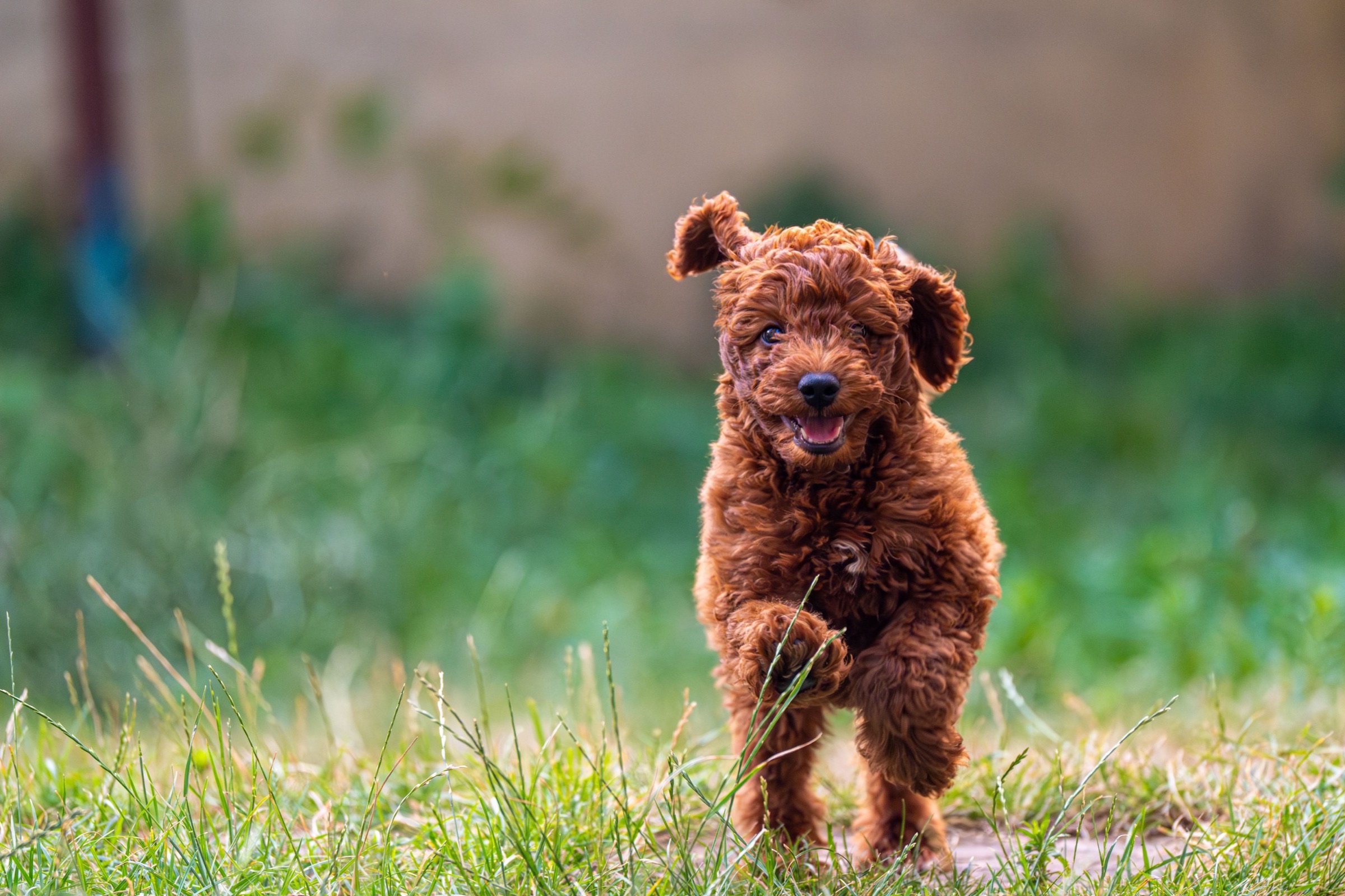 Legg-Calvé-Perthes bij de toypoedel: een jonge hond die mank gaat lopen