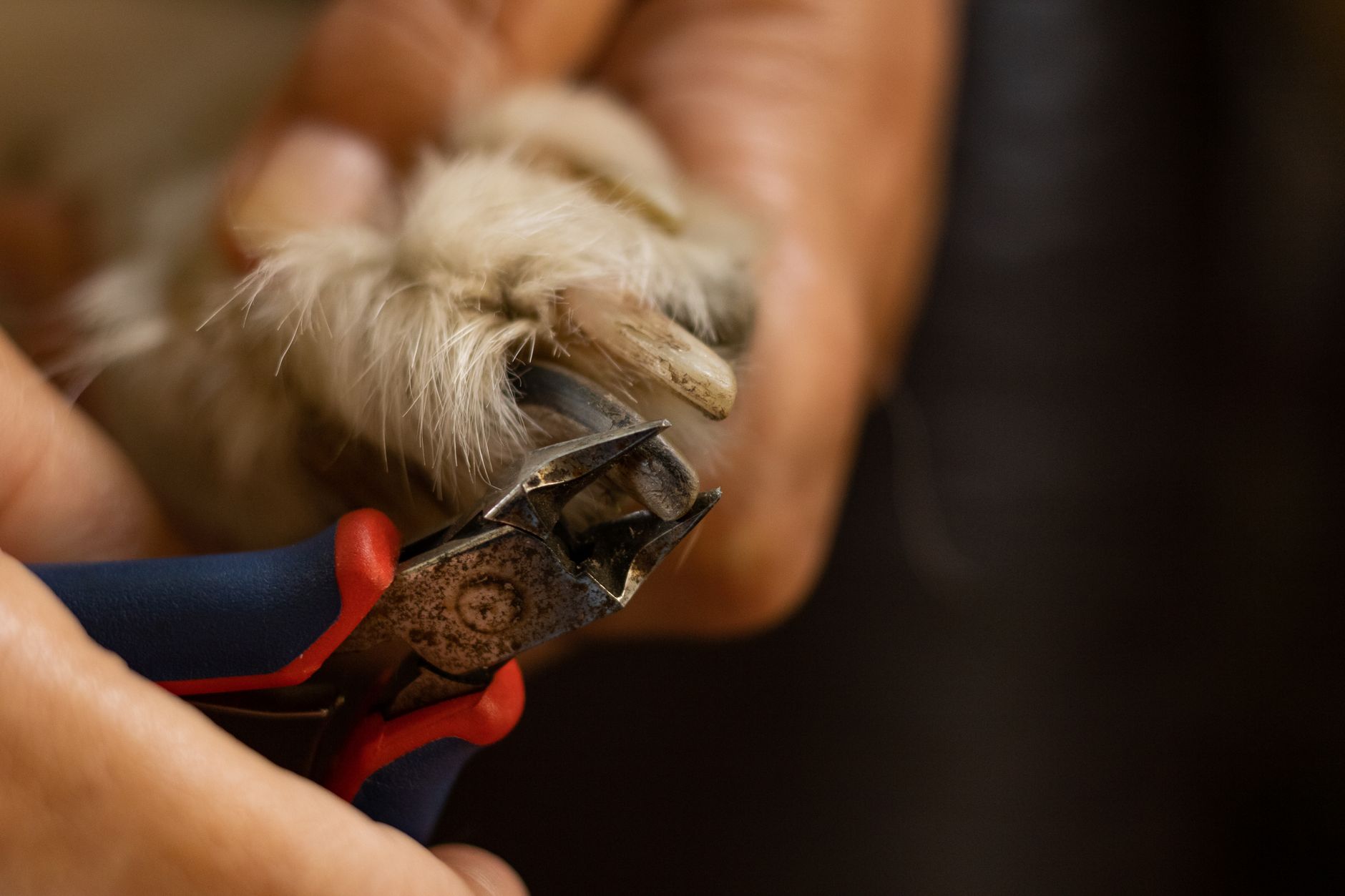 Nagels knippen bij je toypoedel: hoe vaak, hoe ver en hoe zonder stress
