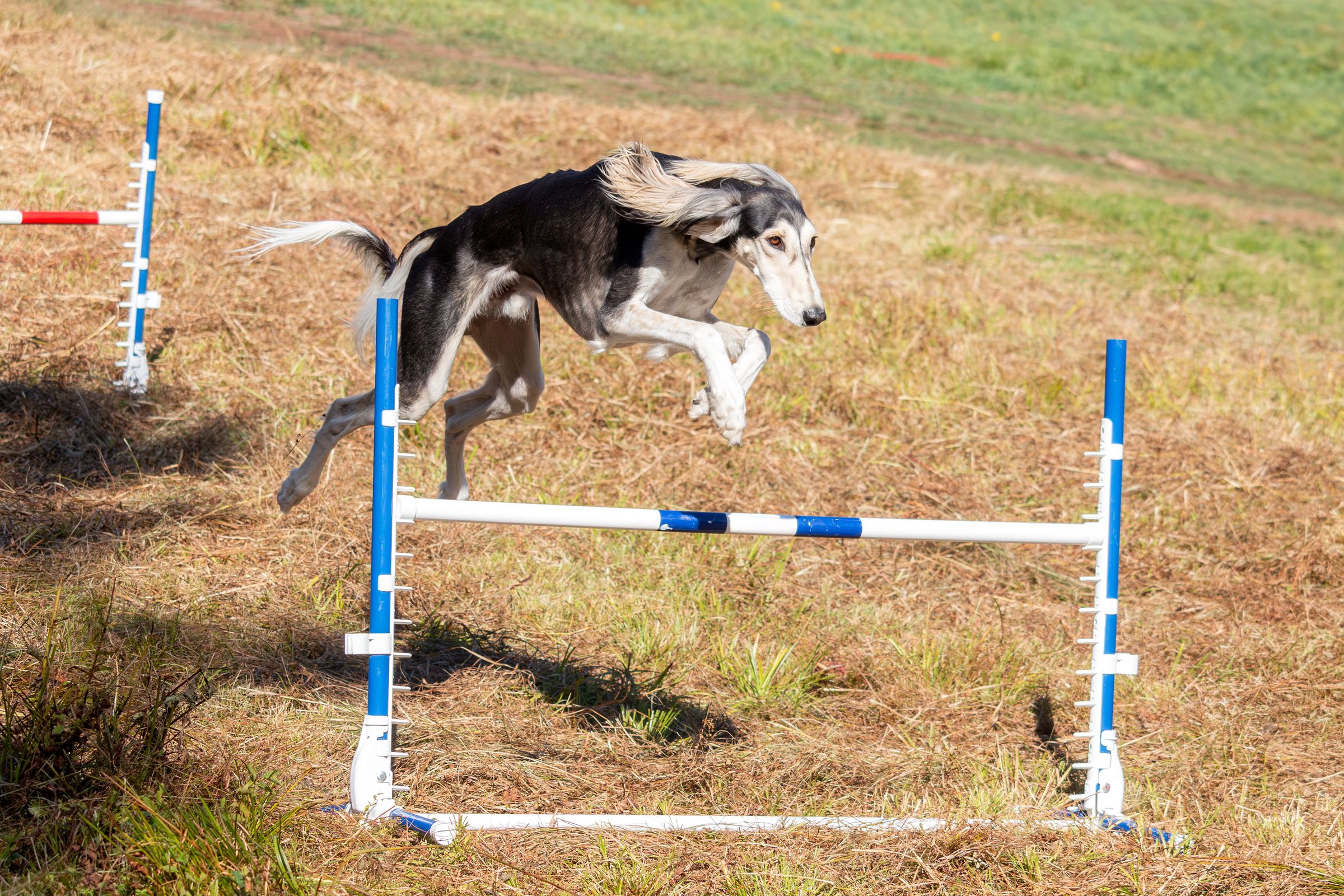 Hondensport voor toypoedels: van agility tot hoopers
