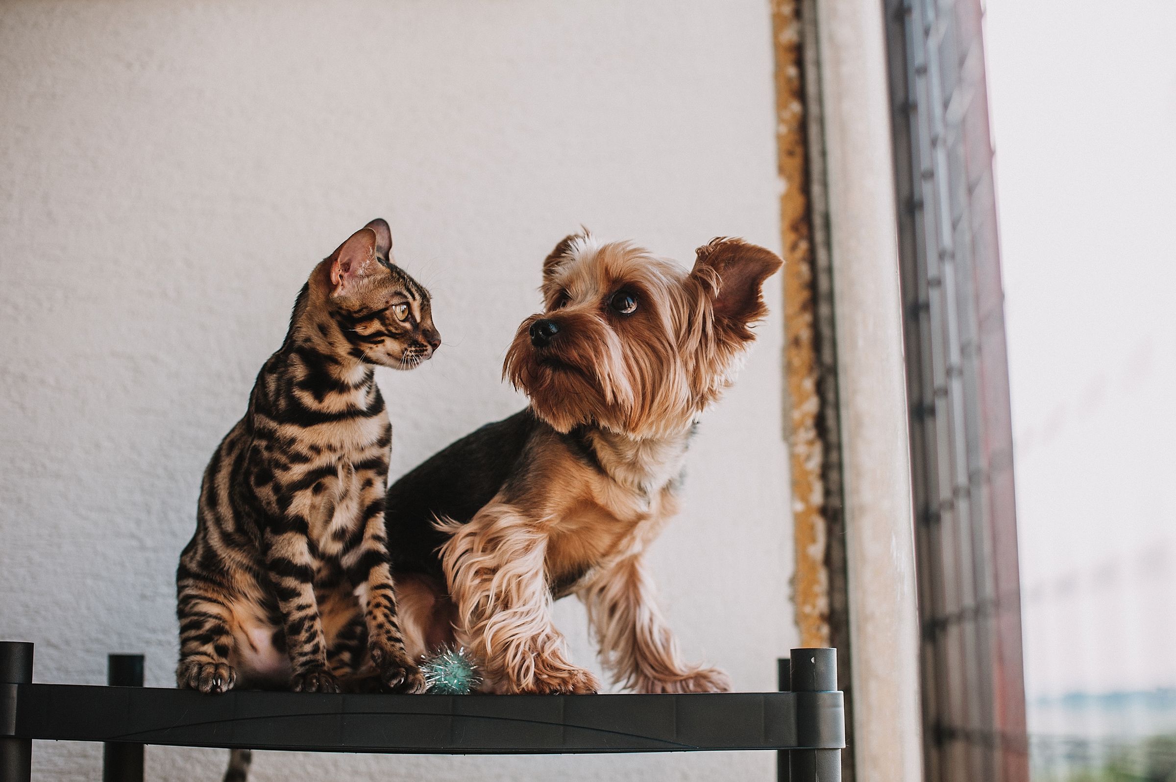 Toypoedel en katten: zo laat je het klikken