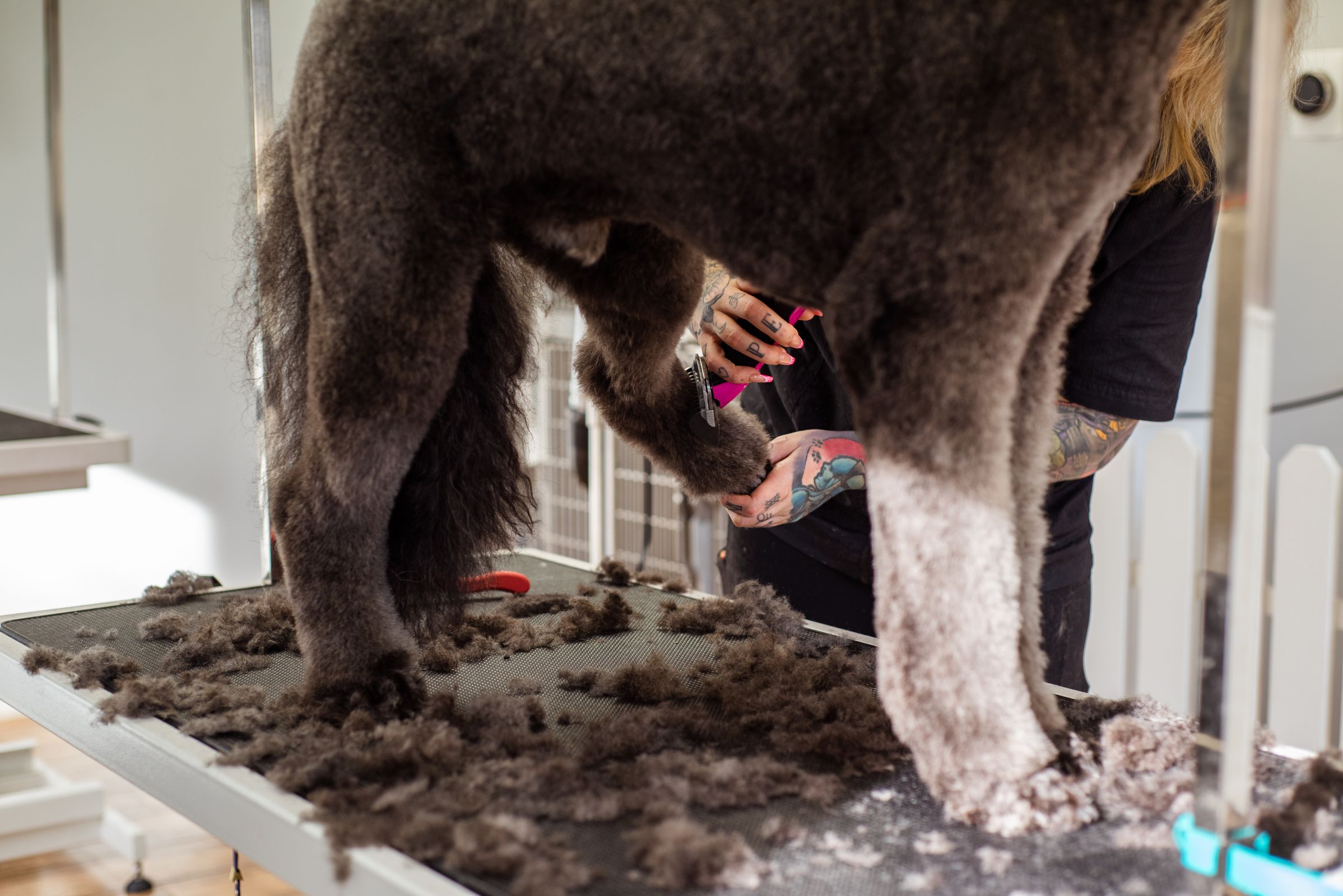 Toypoedel kapsels: van teddy bear cut tot zomercoupe