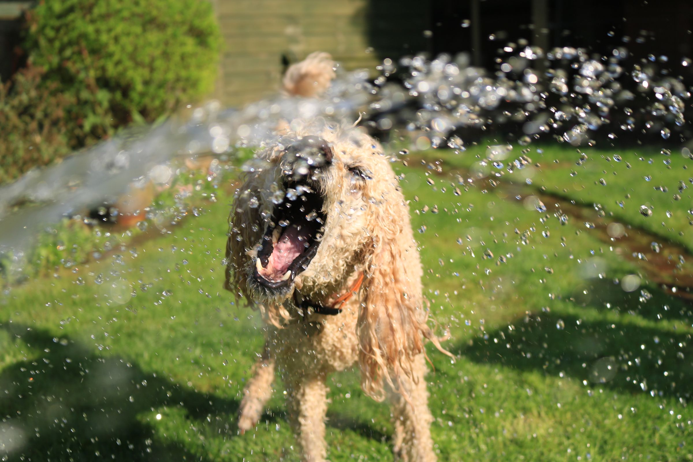 Je toypoedel bij warm weer: verkoeling zonder kaalscheren