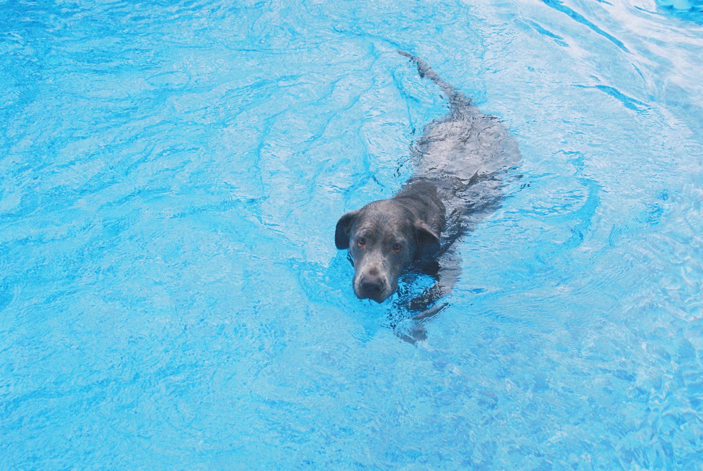 Kunnen toypoedels zwemmen? De waterhond in zakformaat