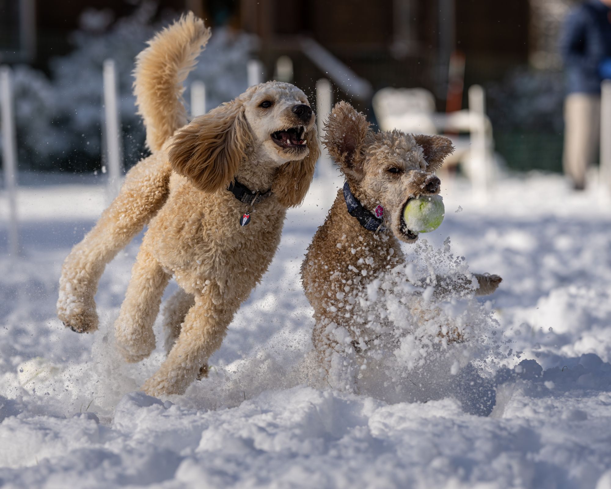 Je toypoedel de winter door: kou, strooizout en sneeuwklonten