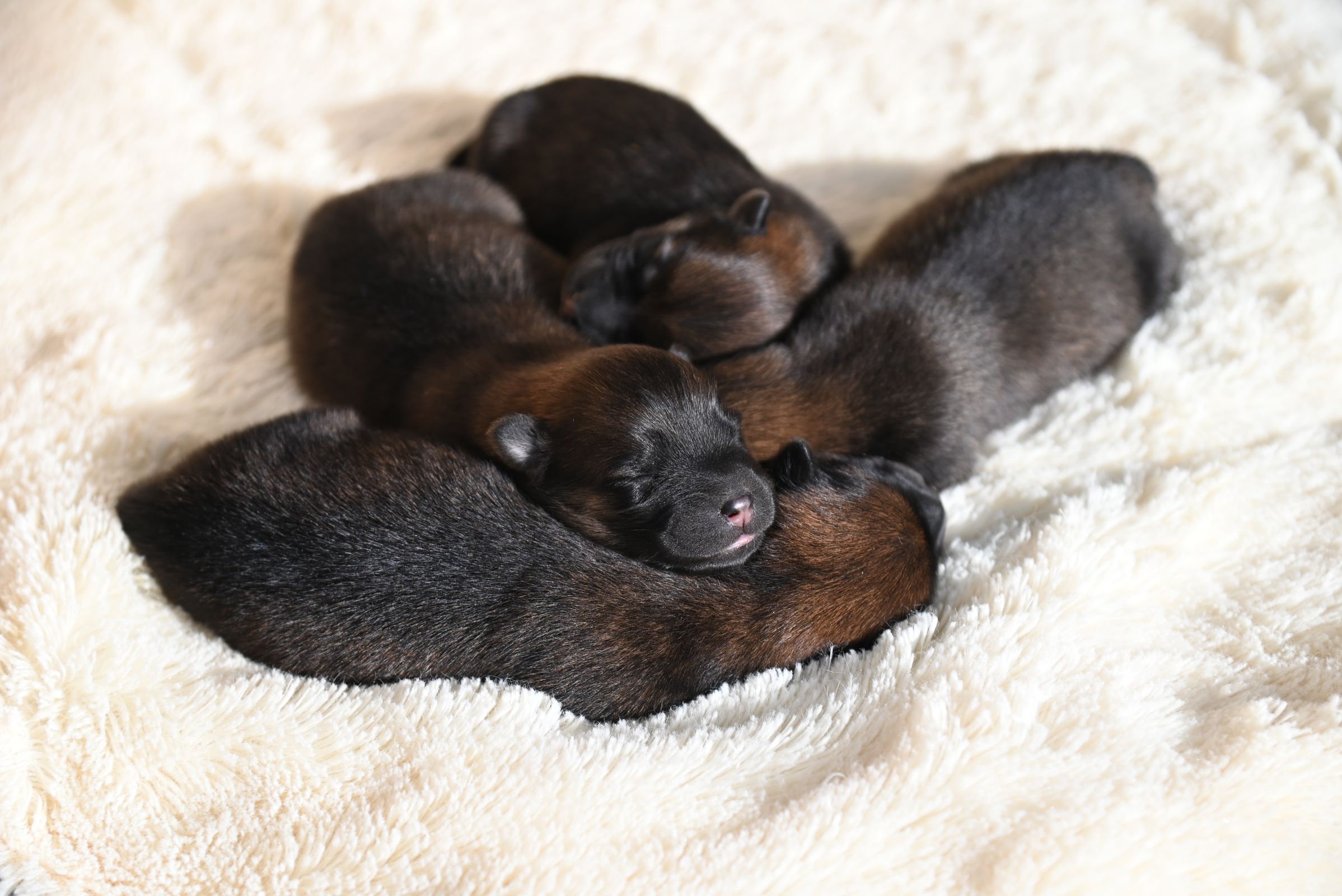 De eerste nachten met je toypoedel-pup: zo kom je de week door