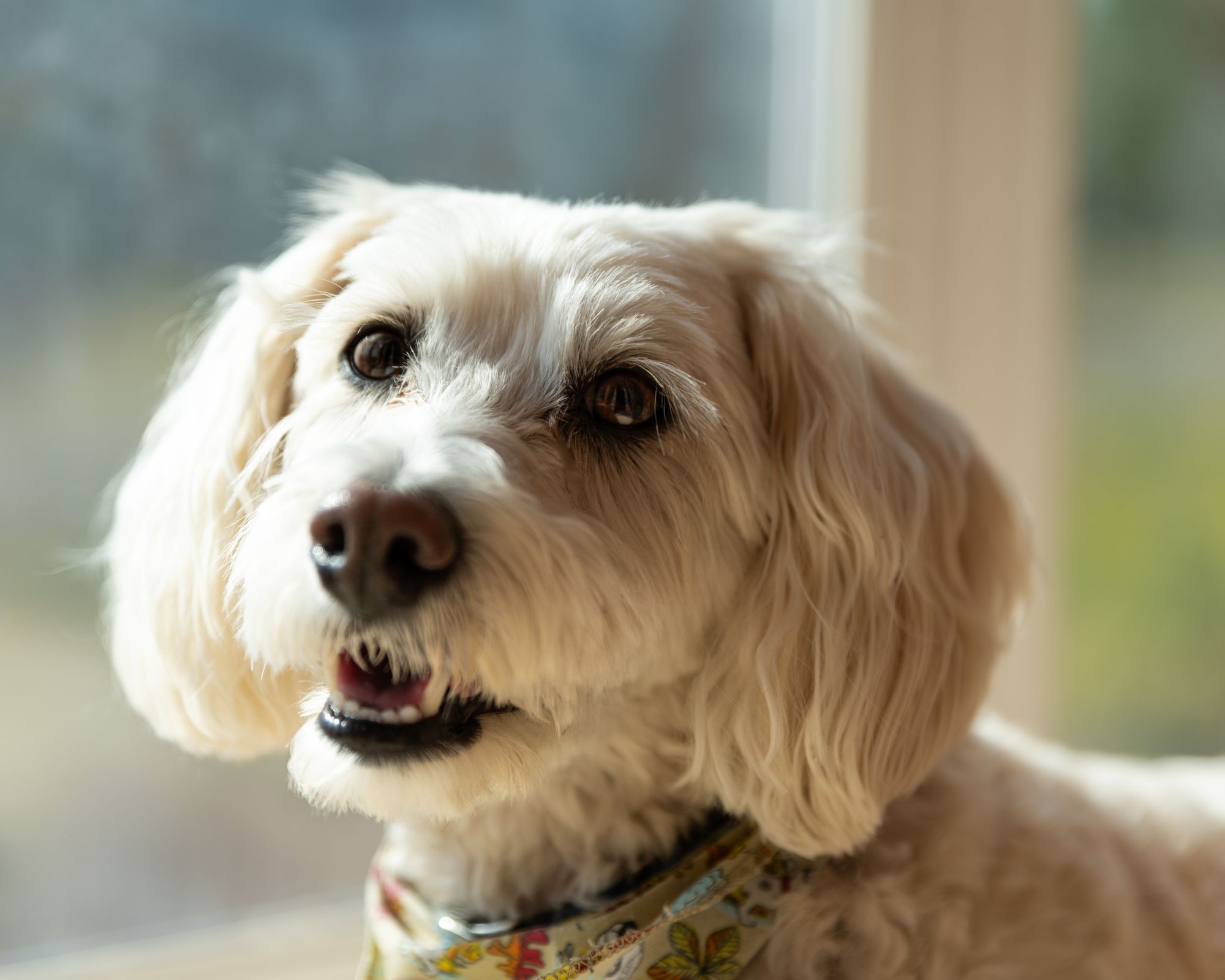 Tranende ogen en traanstrepen bij je toypoedel