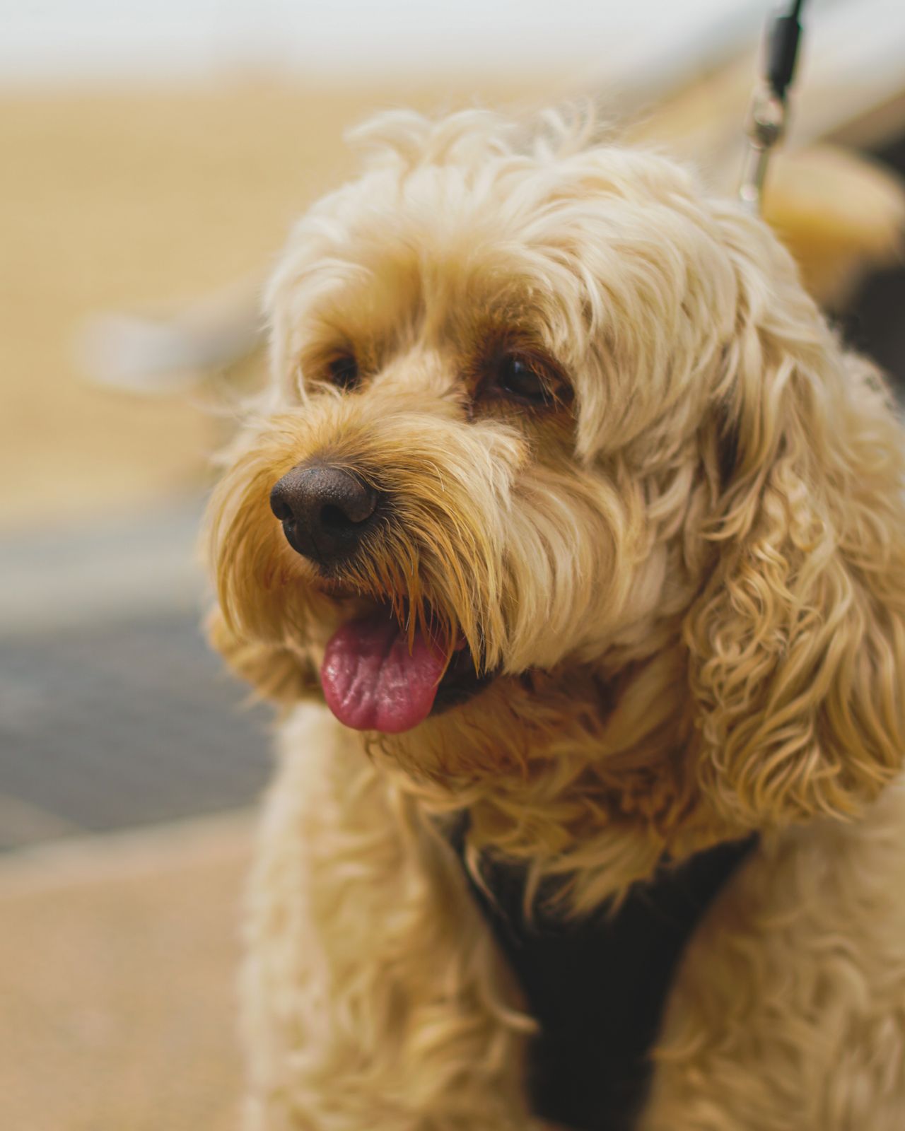 Toypoedel vs. cockapoo: de eerlijke vergelijking