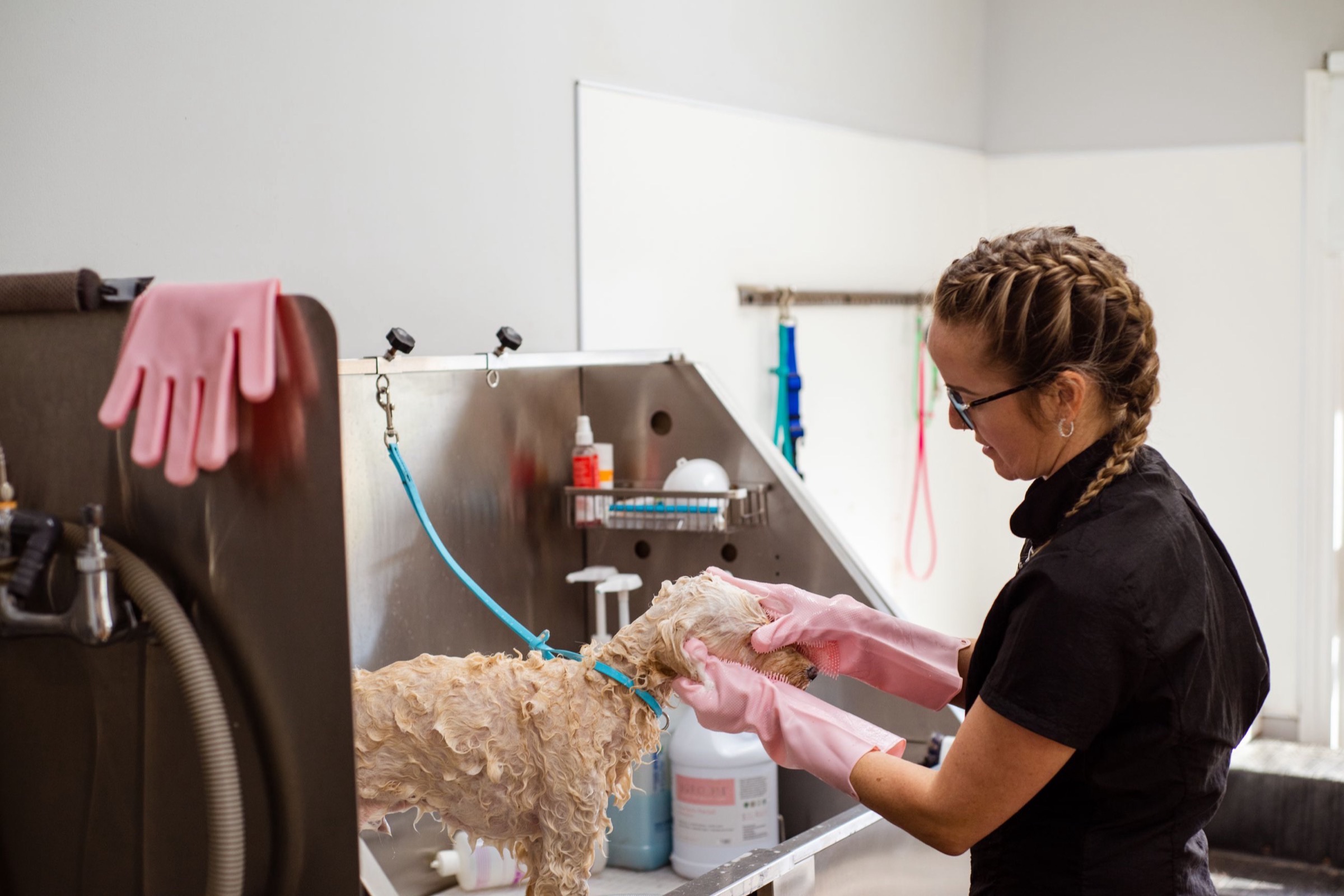 Je toypoedel wassen: hoe vaak, welke shampoo en hoe je goed droogt