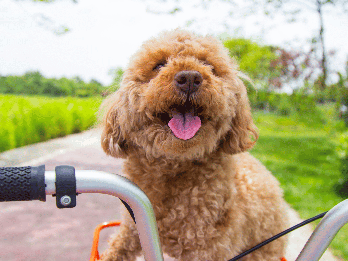Poedel op fiets